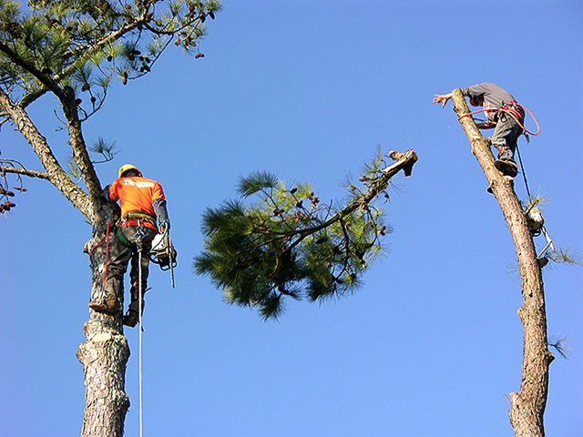 Tree Service Naples
